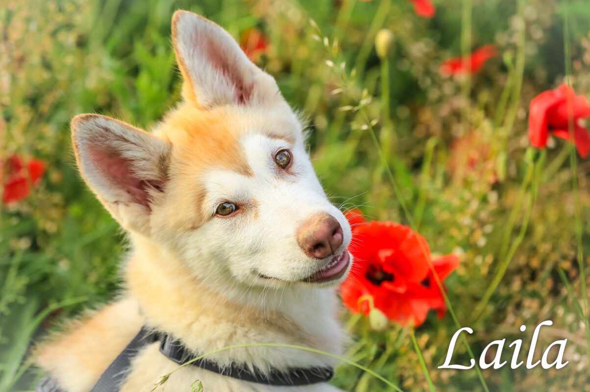 Tierisch gut drauf im Urlaub - so bereitest du dich und deinen Vierbeiner vor 1