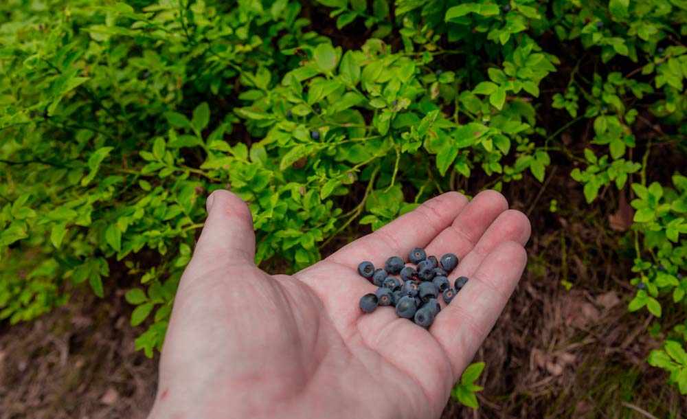 Waldauenweg 4 6C9B2363