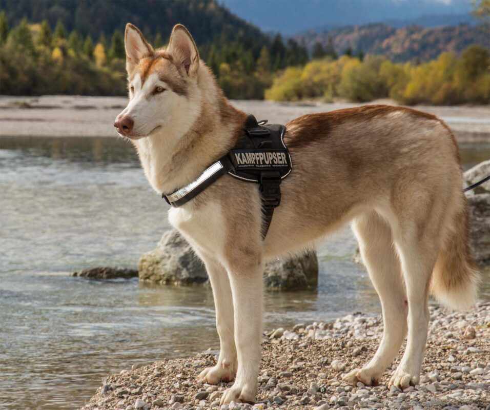 Wandern im Sauerland mit Hund - 5 Wege am Wasser mit Karten 11 Hunde in Dänemark