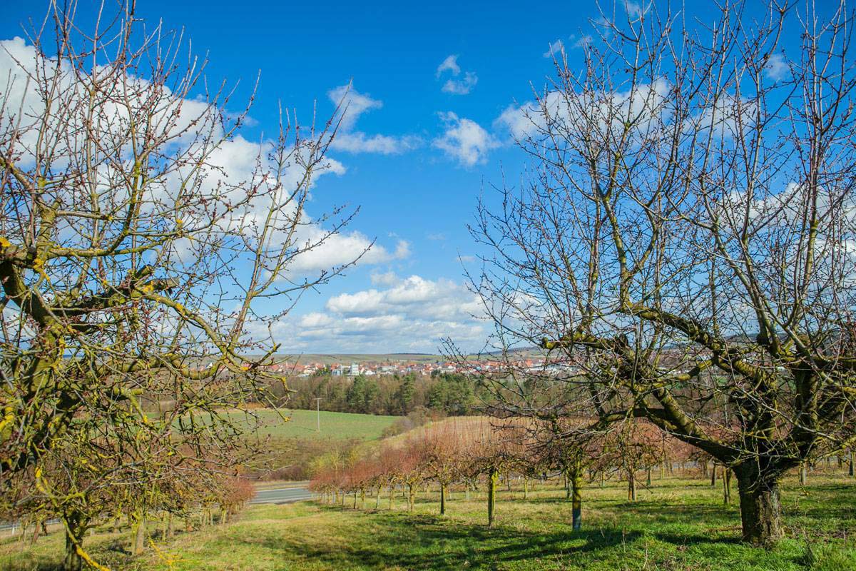 Wandern an der Volkacher Mainschleife 1 Wandern an der Volkacher Mainschleife 1
