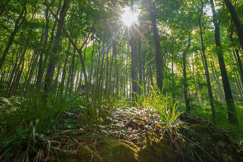 Ith-Hils-Weg - Top Wanderweg im Weserbergland 3