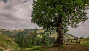 Alpenfreiheit Wanderung in Oberstaufen 24 Alpenfreiheit Wanderung in Oberstaufen 24
