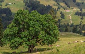 Alpenfreiheit Wanderung in Oberstaufen 31 Alpenfreiheit Wanderung in Oberstaufen 31
