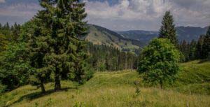 Alpenfreiheit Wanderung in Oberstaufen 36 Alpenfreiheit Wanderung in Oberstaufen 36