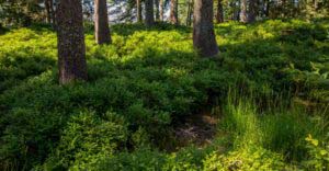 Alpenfreiheit Wanderung in Oberstaufen 56 Alpenfreiheit Wanderung in Oberstaufen 55