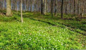 Werra-Burgen-Steig Hessen 108 Werra-Burgen-Steig Hessen 108