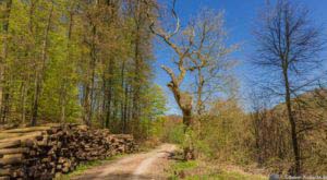 Werra-Burgen-Steig Hessen 122 Werra-Burgen-Steig Hessen 122