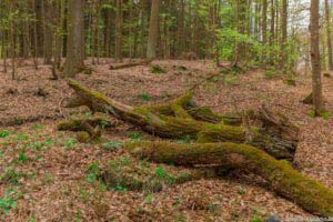 Werra-Burgen-Steig Hessen 45 Werra-Burgen-Steig Hessen 45