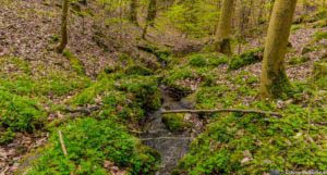 Werra-Burgen-Steig Hessen 48 Werra-Burgen-Steig Hessen 48