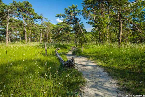 Orchideenpfad Thüngersheim - Geheimtipp