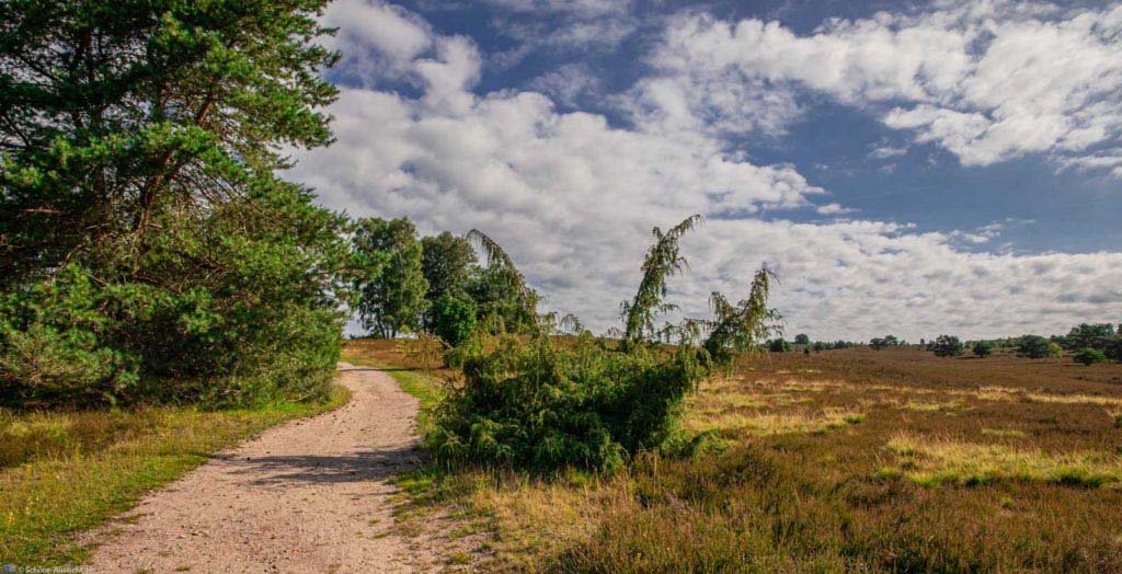 Heide am Wilseder Berg