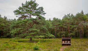 Nordpfad Dör't Moor - Zwischen Urwald und Pfaden 90 Nordpfad Dör't Moor - Zwischen Urwald und Pfaden 74