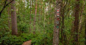 Nordpfad Dör't Moor - Zwischen Urwald und Pfaden 91 Nordpfad Dör't Moor - Zwischen Urwald und Pfaden 75