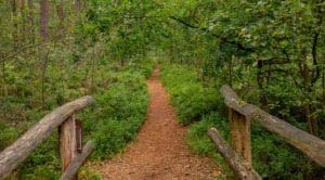 Nordpfad Dör't Moor - Zwischen Urwald und Pfaden 92 Nordpfad Dör't Moor - Zwischen Urwald und Pfaden 76