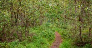 Nordpfad Dör't Moor - Zwischen Urwald und Pfaden 93 Nordpfad Dör't Moor - Zwischen Urwald und Pfaden 77