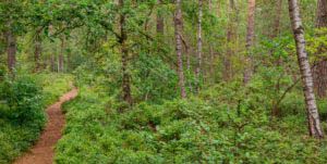 Nordpfad Dör't Moor - Zwischen Urwald und Pfaden 94 Nordpfad Dör't Moor - Zwischen Urwald und Pfaden 78