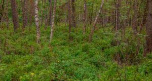 Nordpfad Dör't Moor - Zwischen Urwald und Pfaden 95 Nordpfad Dör't Moor - Zwischen Urwald und Pfaden 79