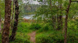 Nordpfad Dör't Moor - Zwischen Urwald und Pfaden 96 Nordpfad Dör't Moor - Zwischen Urwald und Pfaden 80