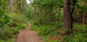 Nordpfad Dör't Moor - Zwischen Urwald und Pfaden 97 Nordpfad Dör't Moor - Zwischen Urwald und Pfaden 81