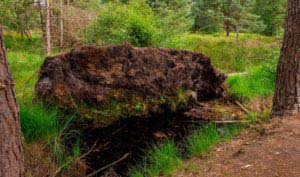Nordpfad Dör't Moor - Zwischen Urwald und Pfaden 34 Nordpfad Dör't Moor - Zwischen Urwald und Pfaden 21