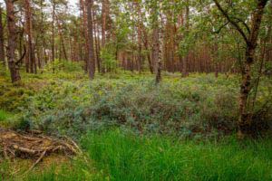 Nordpfad Dör't Moor - Zwischen Urwald und Pfaden 36 Nordpfad Dör't Moor - Zwischen Urwald und Pfaden 23