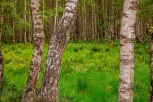 Nordpfad Dör't Moor - Zwischen Urwald und Pfaden 38 Nordpfad Dör't Moor - Zwischen Urwald und Pfaden 25