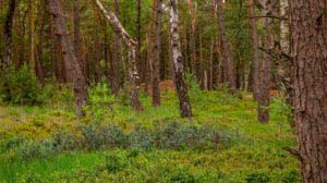 Nordpfad Dör't Moor - Zwischen Urwald und Pfaden 41 Nordpfad Dör't Moor - Zwischen Urwald und Pfaden 28