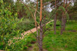 Nordpfad Dör't Moor - Zwischen Urwald und Pfaden 50 Nordpfad Dör't Moor - Zwischen Urwald und Pfaden 36