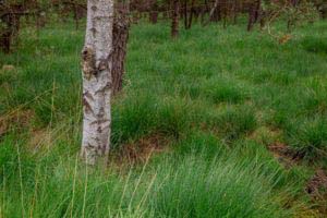 Nordpfad Dör't Moor - Zwischen Urwald und Pfaden 51 Nordpfad Dör't Moor - Zwischen Urwald und Pfaden 37