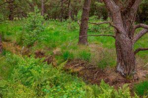 Nordpfad Dör't Moor - Zwischen Urwald und Pfaden 52 Nordpfad Dör't Moor - Zwischen Urwald und Pfaden 38