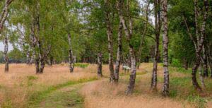 Nordpfad Dör't Moor - Zwischen Urwald und Pfaden 64 Nordpfad Dör't Moor - Zwischen Urwald und Pfaden 49