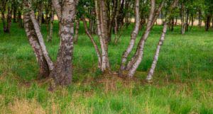 Nordpfad Dör't Moor - Zwischen Urwald und Pfaden 65 Nordpfad Dör't Moor - Zwischen Urwald und Pfaden 50