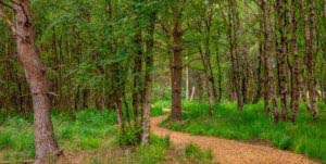 Nordpfad Dör't Moor - Zwischen Urwald und Pfaden 67 Nordpfad Dör't Moor - Zwischen Urwald und Pfaden 52