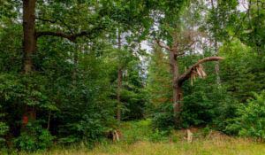 Nordpfad Dör't Moor - Zwischen Urwald und Pfaden 84 Nordpfad Dör't Moor - Zwischen Urwald und Pfaden 68
