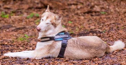 Wald Marathon - 7 Premiumwege und Saumagen 16 Wald Marathon - 7 Premiumwege und Saumagen 16