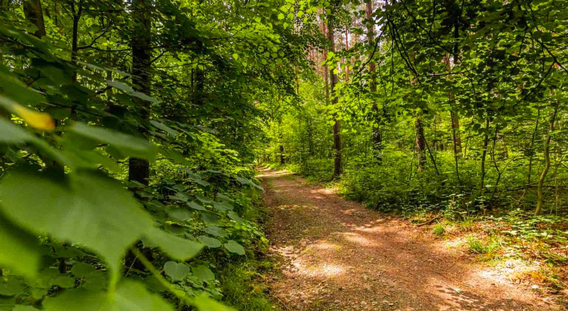 Was sind die schönsten Fernwege in Hessen? Mit Karten und Tipps. 12 Wandern am Nibelungensteig - Einer von Hessens schönsten Wegen
