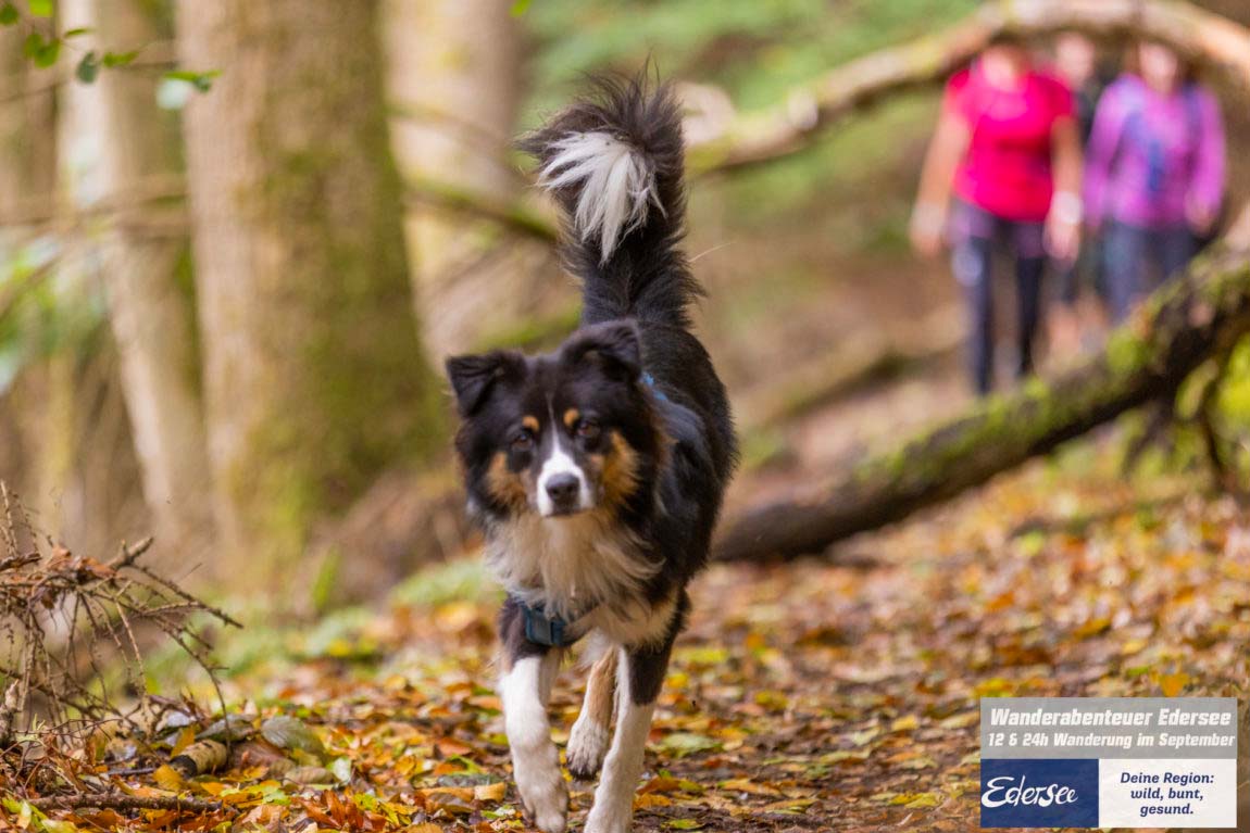 Wandern mit Hund in Hessen