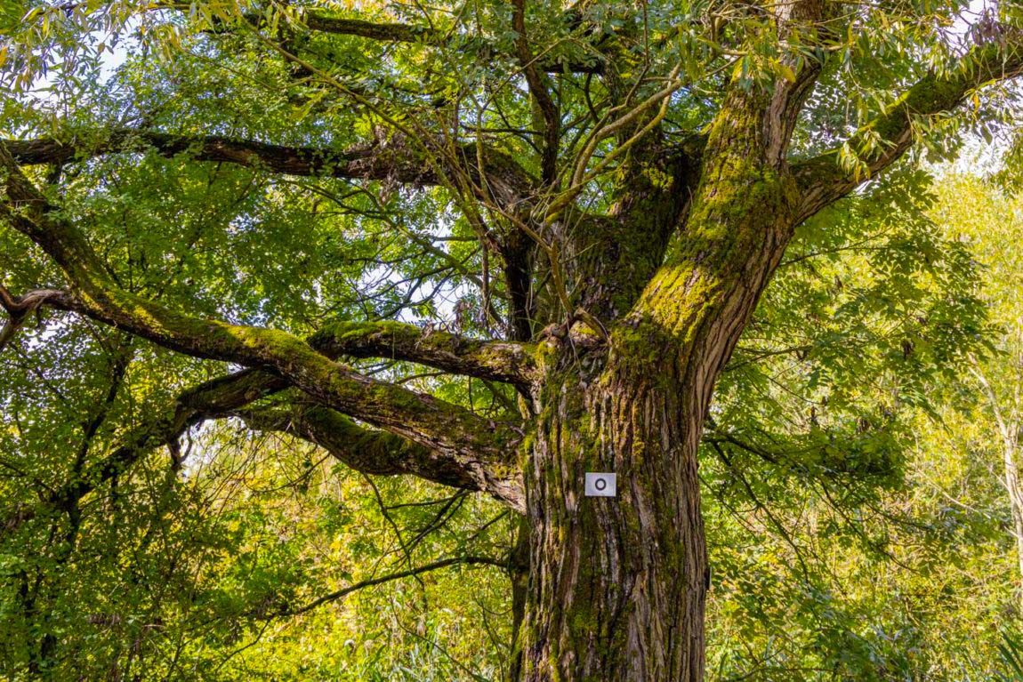 Was sind die schönsten Fernwege in Hessen? Mit Karten und Tipps. 14 Wandern am Lichtenfelser Panoramaweg mit Trtekkingplätzen