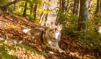 Wandern mit Hund in Franken - Mit Wasser, Schatten und Einkehr 9 Wandern mit Hund in Franken - Mit Wasser, Schatten und Einkehr 6