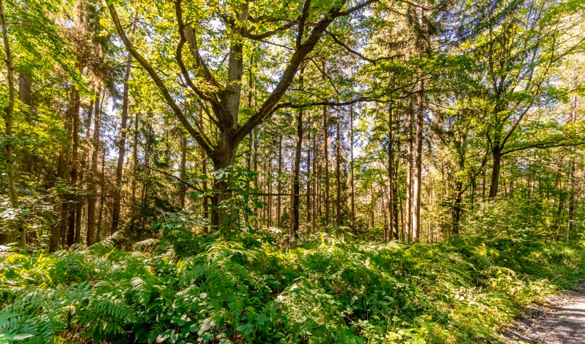 Wandern in Franken - Die 25 schönsten Wanderwege 2026 33