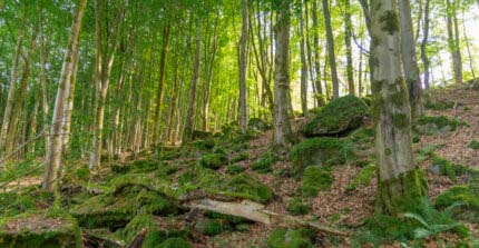 Watzenhahner Riesen - Eine Beeindruckende Felsformation 14 Watzenhahner Riesen - Eine Beeindruckende Felsformation 7