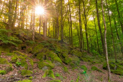 Watzenhahner Riesen - Eine Beeindruckende Felsformation 13 Watzenhahner Riesen - Eine Beeindruckende Felsformation 6