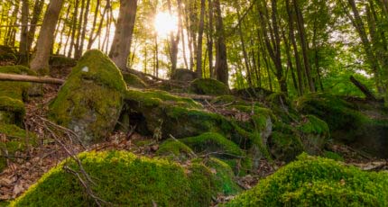 Watzenhahner Riesen - Eine Beeindruckende Felsformation 17 Watzenhahner Riesen - Eine Beeindruckende Felsformation 9
