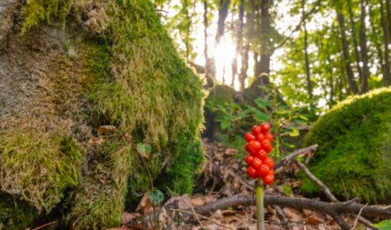 Watzenhahner Riesen - Eine Beeindruckende Felsformation 16 Watzenhahner Riesen