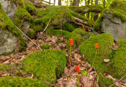Watzenhahner Riesen - Eine Beeindruckende Felsformation 15 Watzenhahner Riesen - Eine Beeindruckende Felsformation 8