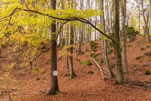 Windburg Wanderung - Eine Idyllische Aussicht bei Schlossberg 21 Windburg Wanderung - Eine Idyllische Aussicht bei Schlossberg 13
