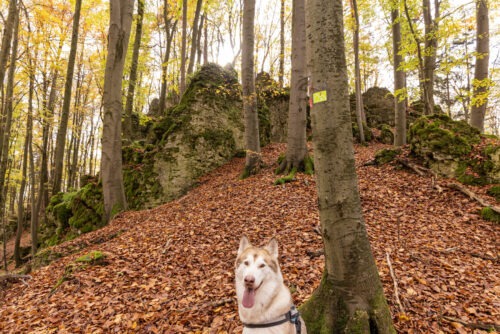 Windburg Wanderung - Eine Idyllische Aussicht bei Schlossberg 23 Hochberg mit Hund