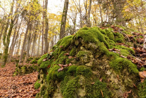 Windburg Wanderung - Eine Idyllische Aussicht bei Schlossberg 24 Windburg Wanderung - Eine Idyllische Aussicht bei Schlossberg 15