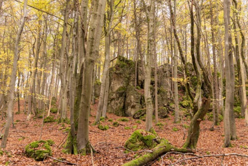 Windburg Wanderung - Eine Idyllische Aussicht bei Schlossberg 26 Windburg Wanderung - Eine Idyllische Aussicht bei Schlossberg 17