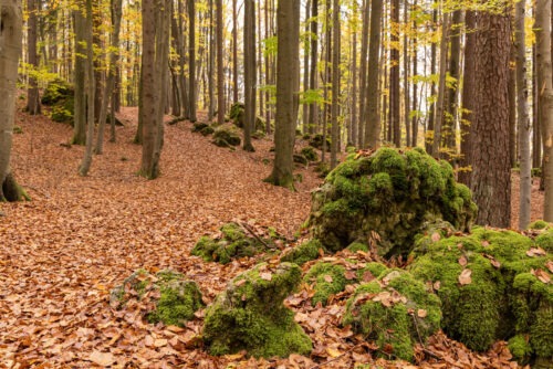 Windburg Wanderung - Eine Idyllische Aussicht bei Schlossberg 27 Windburg Wanderung - Eine Idyllische Aussicht bei Schlossberg 18